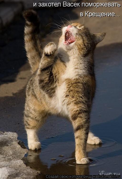 Котоматрица: и захотел Васек поморжевать в Крещение...  в Крещение...