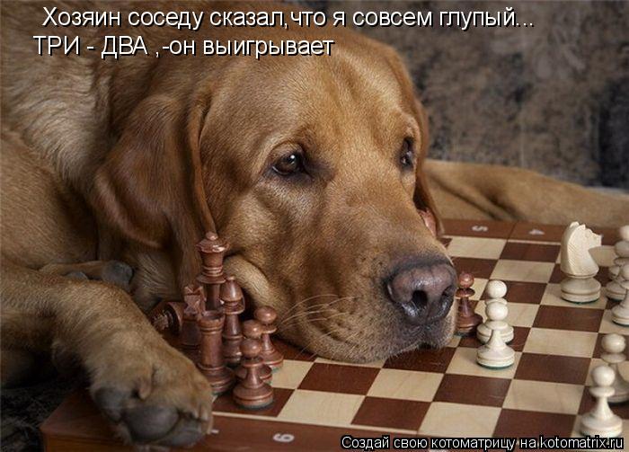 Котоматрица: Хозяин соседу сказал,что я совсем глупый... ТРИ - ДВА ,-он выигрывает