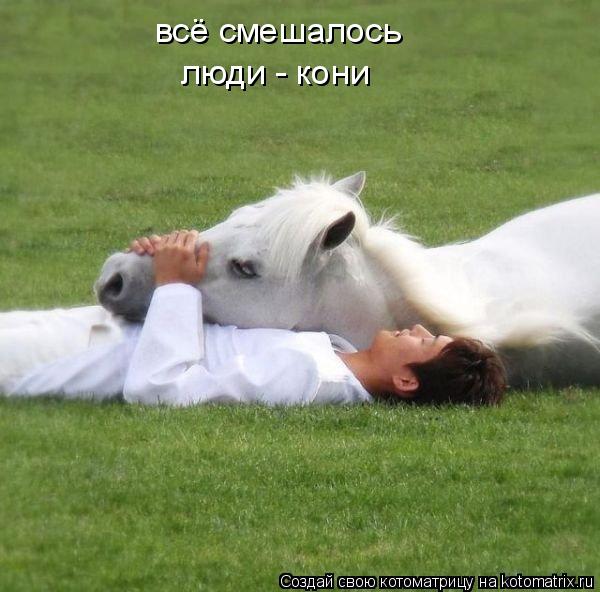всё смешалось люди - кони... Котоматрица: всё смешалось люди - кони