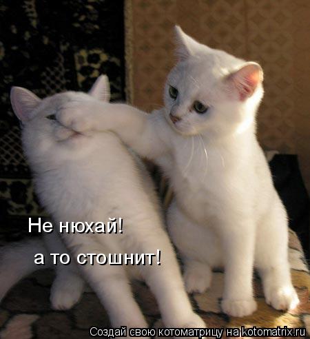 Котоматрица: Не нюхай! а то стошнит!