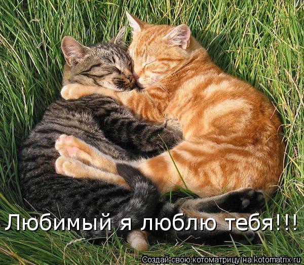 Котоматрица: Любимый я люблю тебя!!!