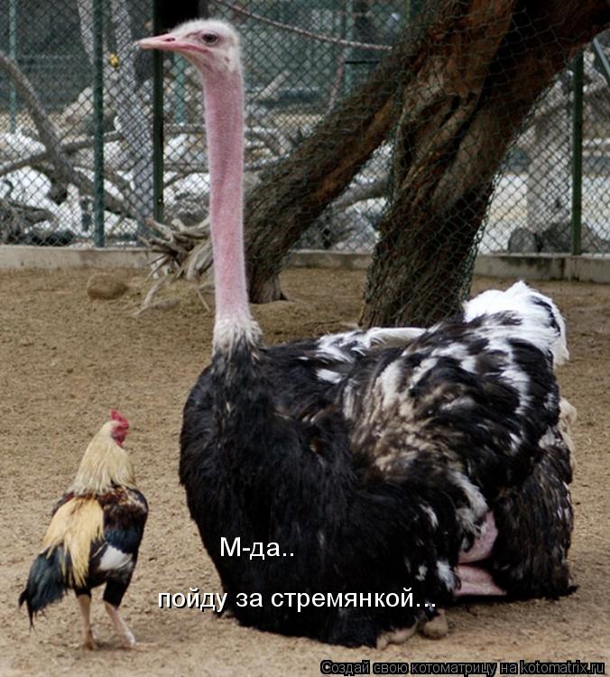 Котоматрица: М-да.. пойду за стремянкой...