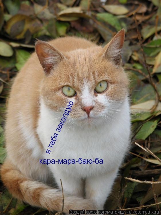 Котоматрица: я тебя заколдую кара-мара-баю-ба