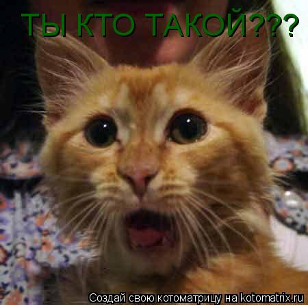 Котоматрица: ТЫ КТО ТАКОЙ???