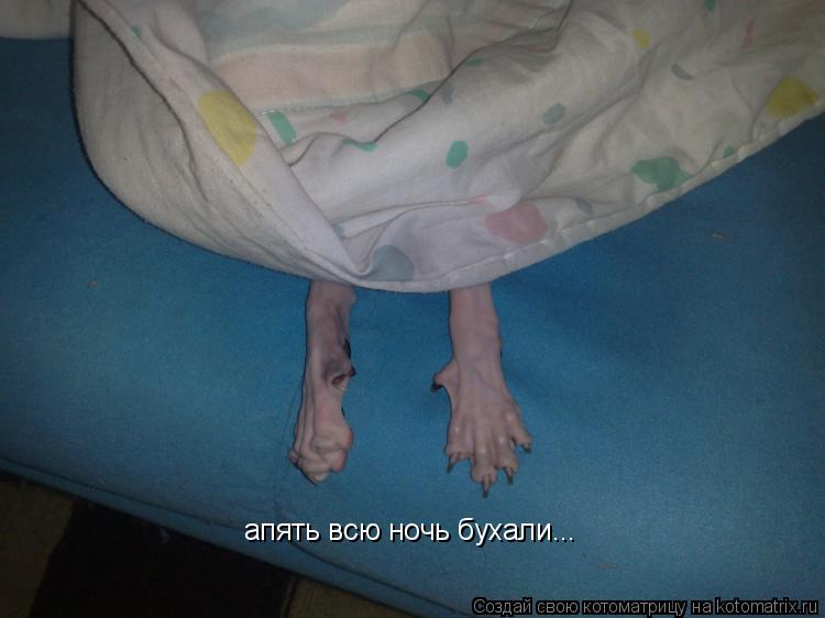 Котоматрица: апять всю ночь бухали...