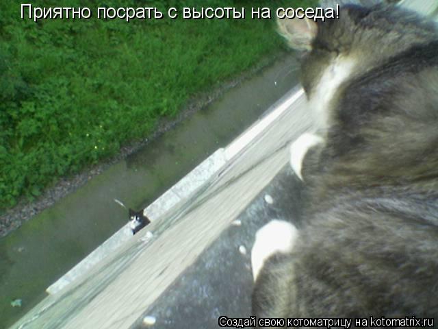 Котоматрица: Приятно посрать с высоты на соседа!