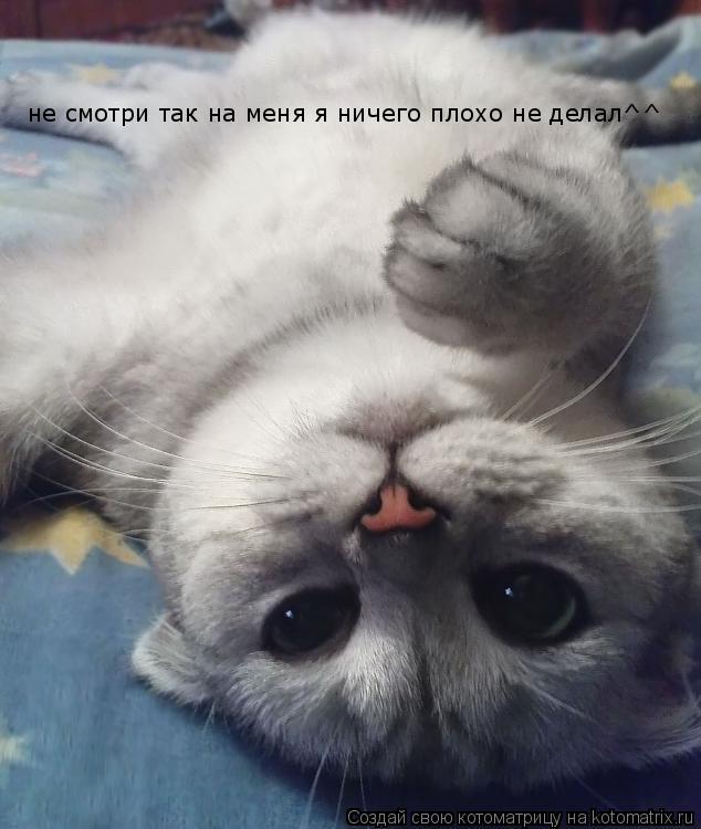 Котоматрица: не смотри так на меня я ничего плохо не делал^^