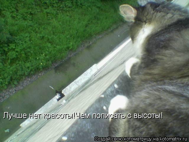Котоматрица: Лучше нет красоты!Чем пописать с высоты!