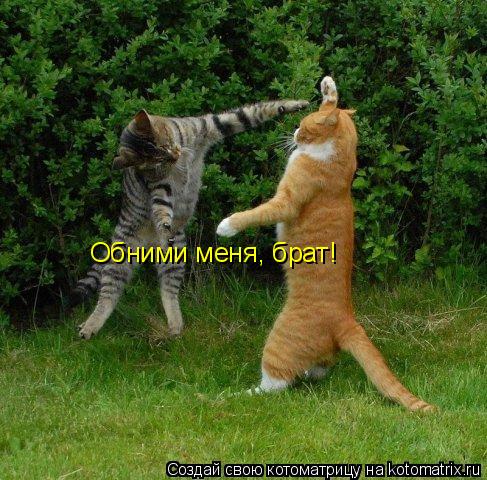 Котоматрица: Обними меня, брат!