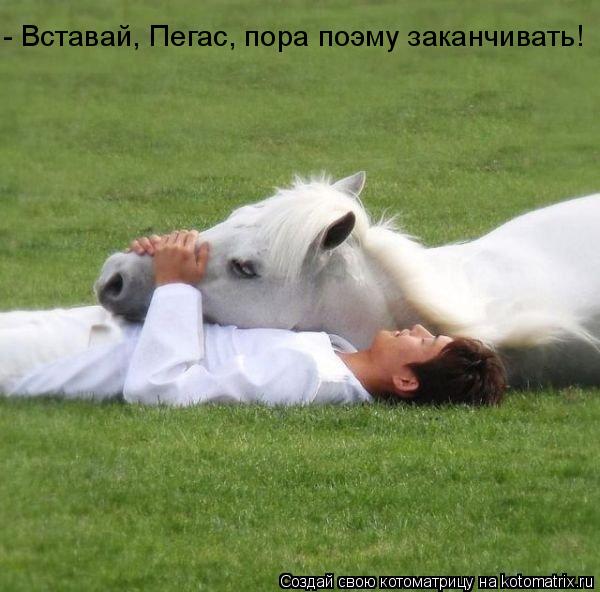 Котоматрица: - Вставай, Пегас, пора поэму заканчивать!