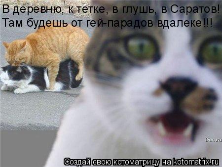 Котоматрица: В деревню, к тетке, в глушь, в Саратов! Там будешь от гей-парадов вдалеке!!!