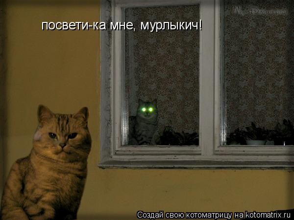 Котоматрица: посвети-ка мне, мурлыкич!