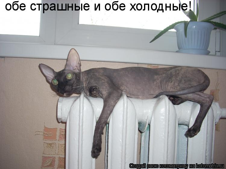 Котоматрица: обе страшные и обе холодные!
