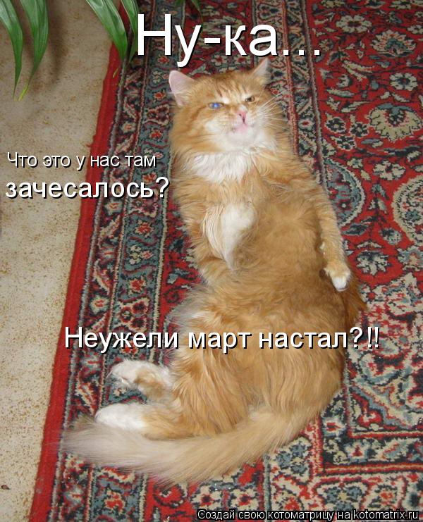 Котоматрица: Ну-ка... Что это у нас там  зачесалось? Неужели март настал?!!
