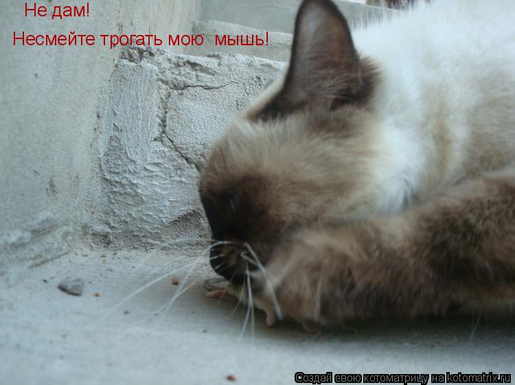 Котоматрица: Не дам!  Несмейте трогать мою  мышь!