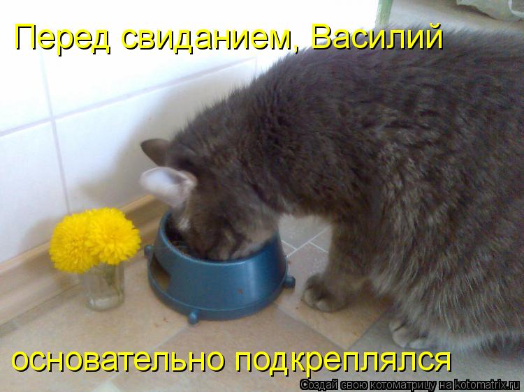 Котоматрица: основательно подкреплялся Перед свиданием, Василий