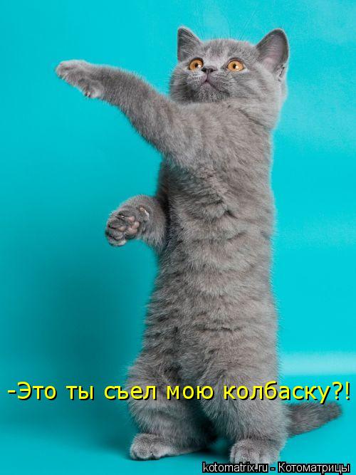 Котоматрица: -Это ты съел мою колбаску?!
