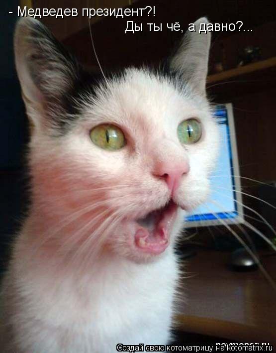 Котоматрица: - Медведев президент?! Ды ты чё, а давно?...