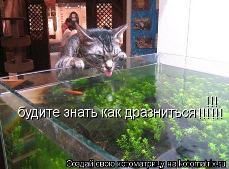 Котоматрица: будите знать как дразниться !!! !!! !!!