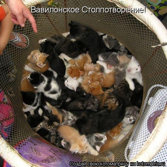 Котоматрица: Вавилонское Столпотворение!