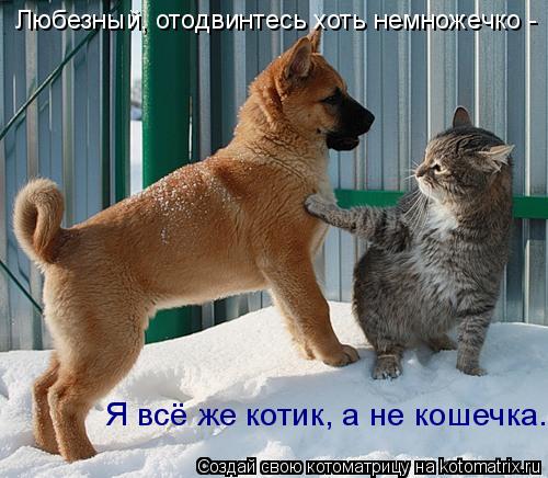 Котоматрица: Любезный, отодвинтесь хоть немножечко - Я всё же котик, а не кошечка.