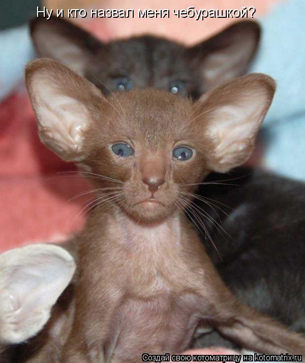 Котоматрица: Ну и кто назвал меня чебурашкой?