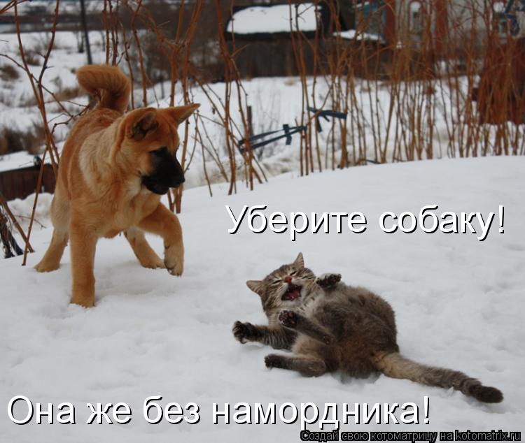 Котоматрица: Уберите собаку!  Она же без намордника!