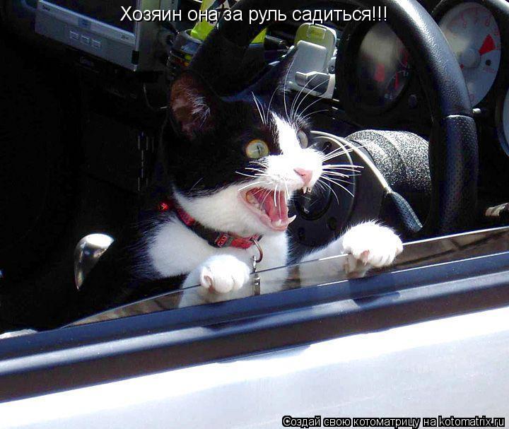 Котоматрица: Хозяин она за руль садиться!!!