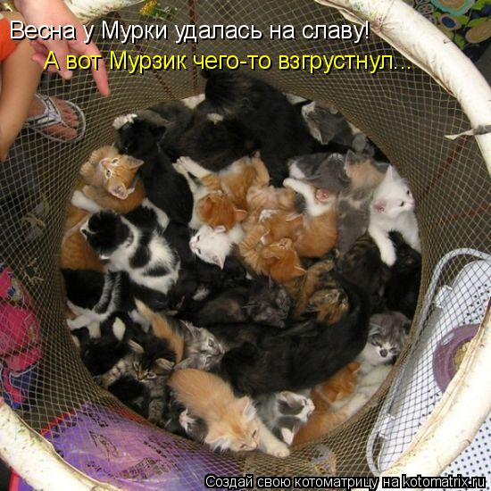 Котоматрица: Весна у Мурки удалась на славу!  А вот Мурзик чего-то взгрустнул...