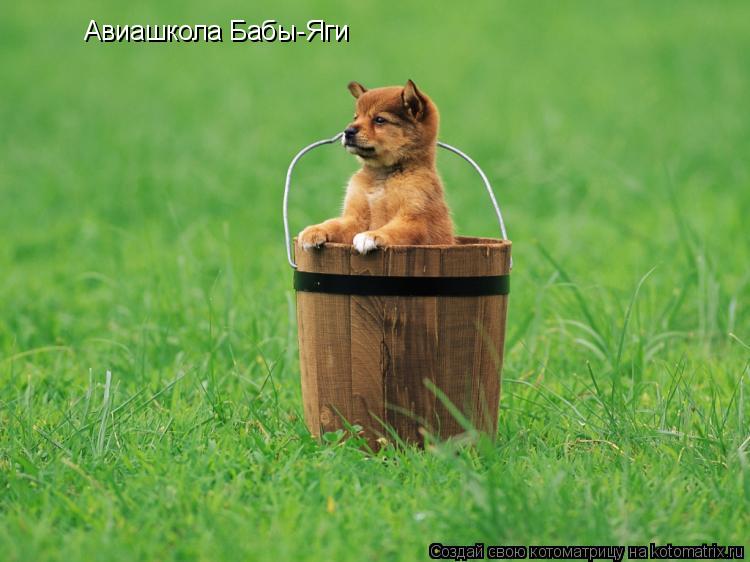 Котоматрица: Авиашкола Бабы-Яги