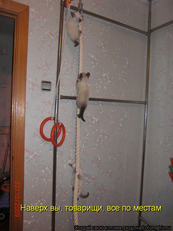 Котоматрица: Наверх вы, товарищи, все по местам