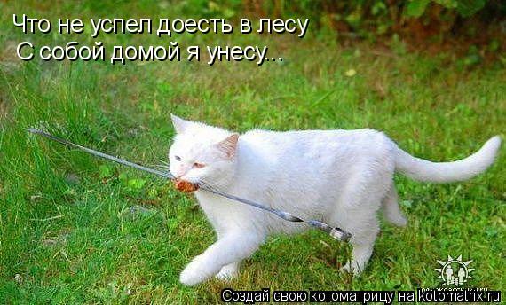 Котоматрица: С собой домой я унесу... Что не успел доесть в лесу