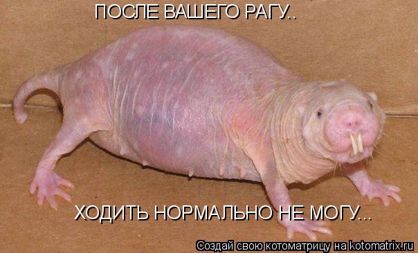 Котоматрица: ПОСЛЕ ВАШЕГО РАГУ.. ХОДИТЬ НОРМАЛЬНО НЕ МОГУ...
