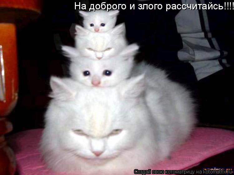 Котоматрица: На доброго и злого рассчитайсь!!!!