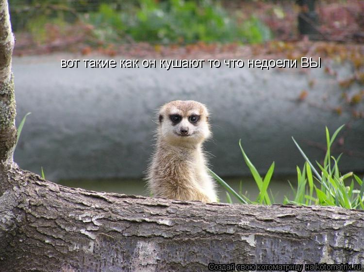 Котоматрица: вот такие как он кушают то что недоели ВЫ