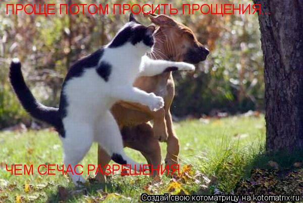Котоматрица: ПРОЩЕ ПОТОМ ПРОСИТЬ ПРОЩЕНИЯ... ЧЕМ СЕЧАС РАЗРЕШЕНИЯ