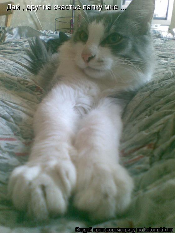 Котоматрица: Дай , друг на счастье лапку мне ...