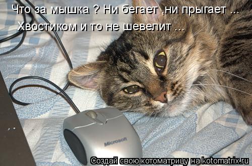 Котоматрица: Что за мышка ? Ни бегает ,ни прыгает ... Хвостиком и то не шевелит ...