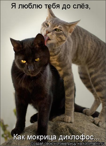 Котоматрица: Я люблю тебя до слёз, Как мокрица дихлофос...