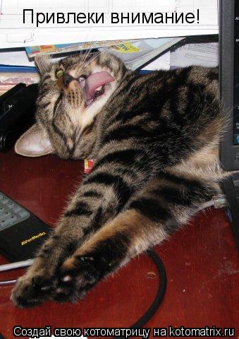 Котоматрица: Привлеки внимание!