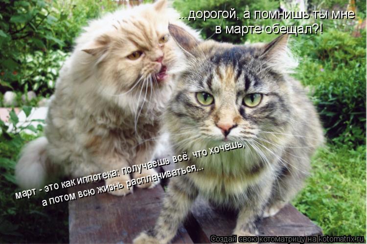 ...дорогой, а помнишь ты мне в марте обещал?! март - это как иппотека: получаешь всё, что хочешь, а ... Котоматрица: ...дорогой, а помнишь ты мне в марте обещал?! март - это как иппотека: получаешь всё, что хочешь, а потом всю жизнь расплачиваться...