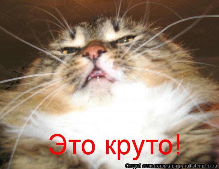 Котоматрица: Это круто!