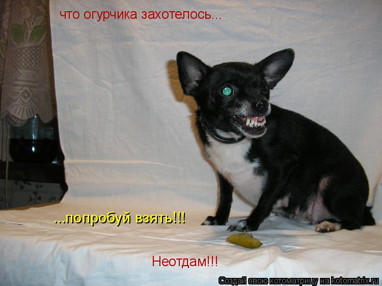 Котоматрица: Неотдам!!! что огурчика захотелось... ...попробуй взять!!!