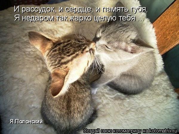 Котоматрица: И рассудок, и сердце, и память губя, Я недаром так жарко целую тебя ... Я.Полонский