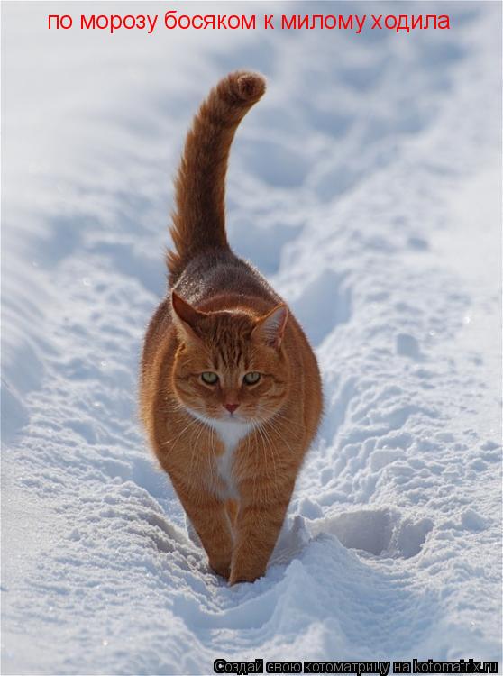 Котоматрица: по морозу босяком к милому ходила