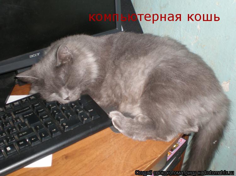 Котоматрица: компьютерная кошь