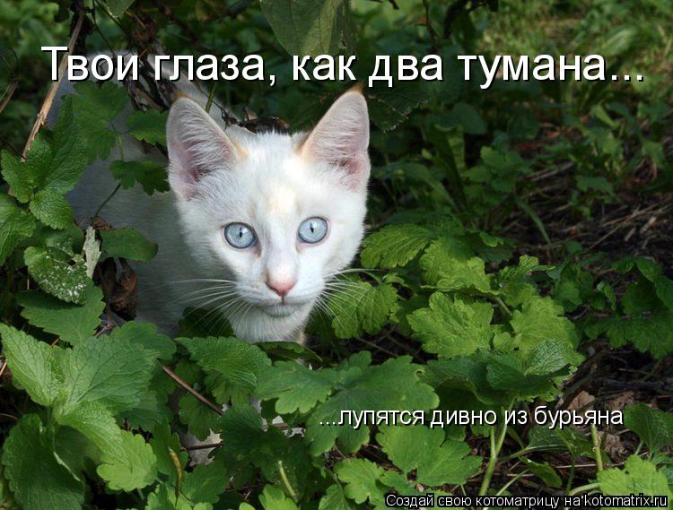 Котоматрица: Твои глаза, как два тумана... ...лупятся дивно из бурьяна
