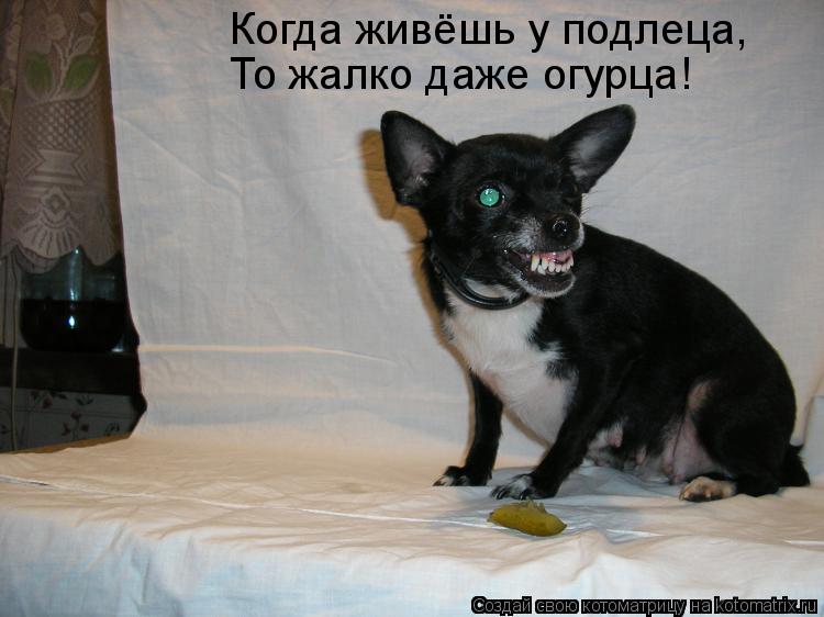 Котоматрица: Когда живёшь у подлеца, То жалко даже огурца!