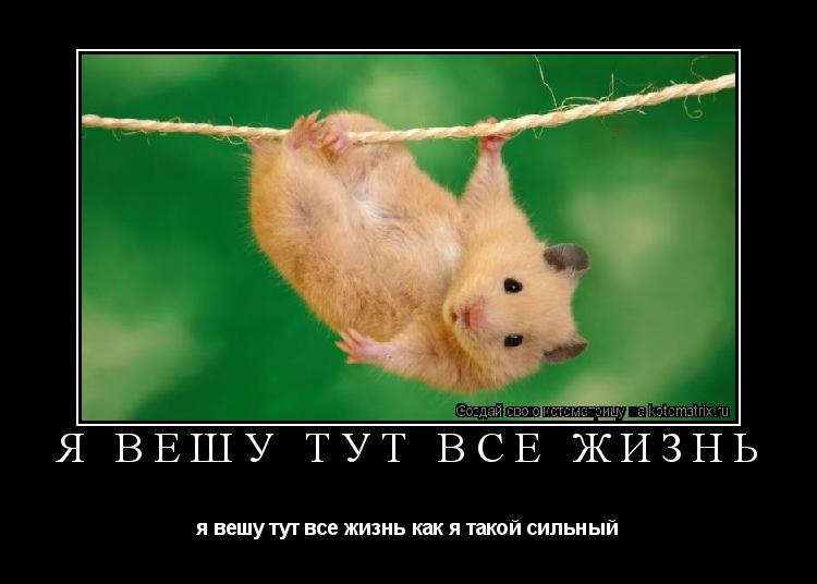 Котоматрица: я вешу тут все жизнь я вешу тут все жизнь как я такой сильный