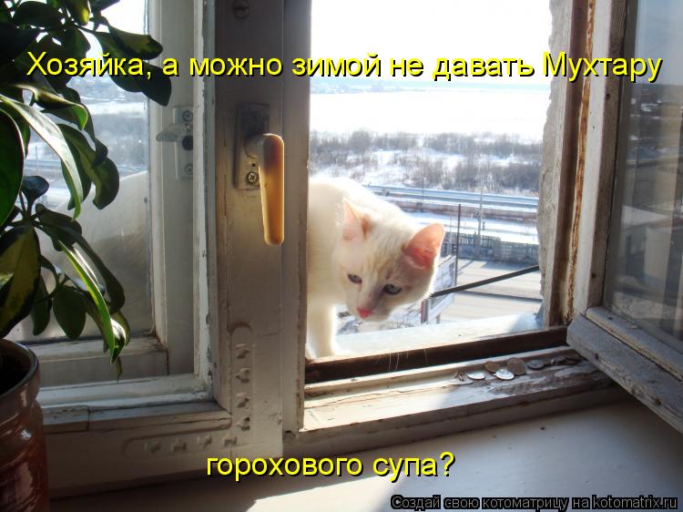 Котоматрица: Хозяйка, а можно зимой не давать Мухтару   горохового супа?